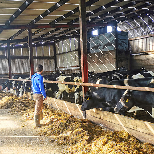 Barn of cows