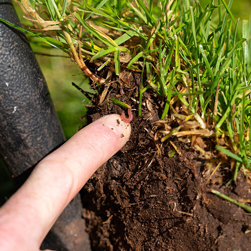 Student pointing at a worm in the dirt