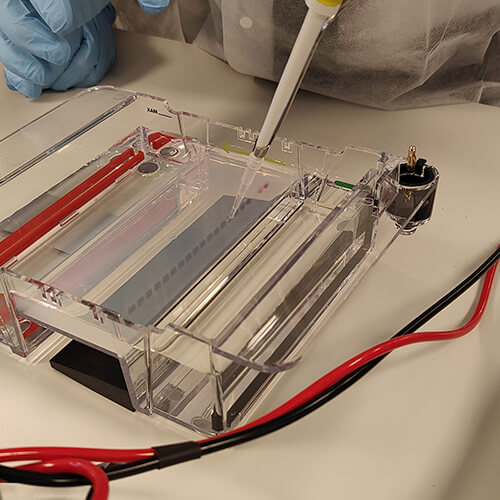 Biology experiment