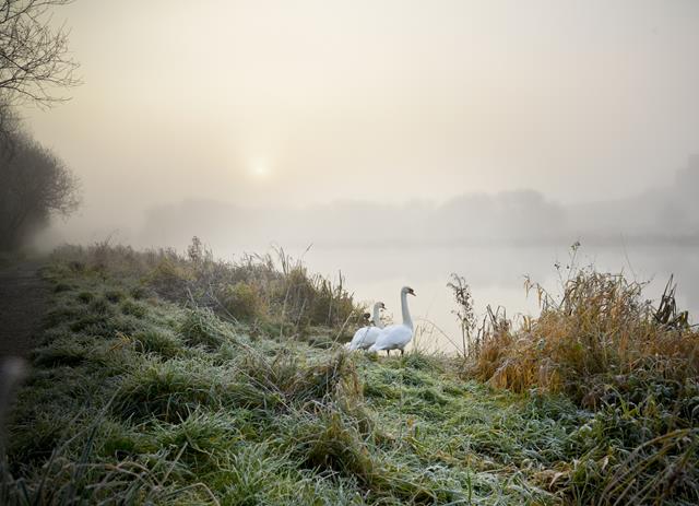 'Winter swans' by Emma McEntee